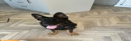 German Shepherd dogs for sale: 6 month male German Shepherd in Hailsham - Advert 4