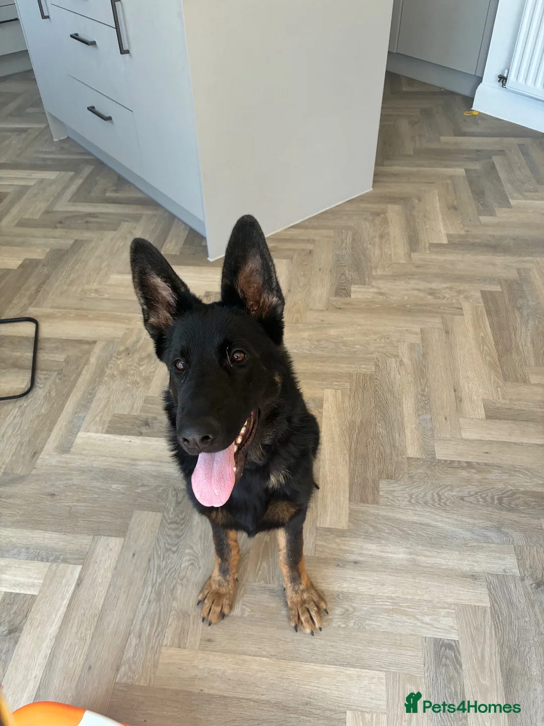 German Shepherd dogs for sale: 6 month male German Shepherd in Hailsham - Advert 4