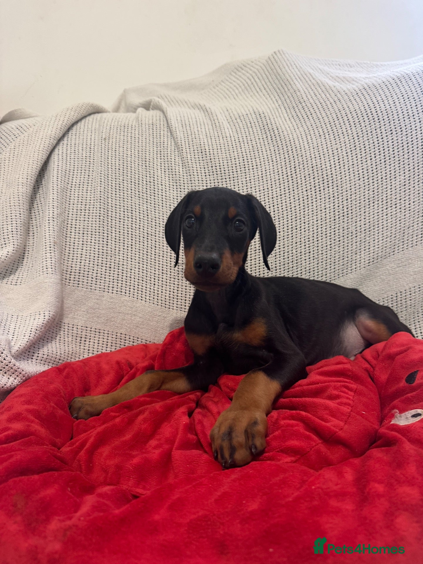Dobermann dogs Stunning Doberman Pups READY NOW  - Advert 1