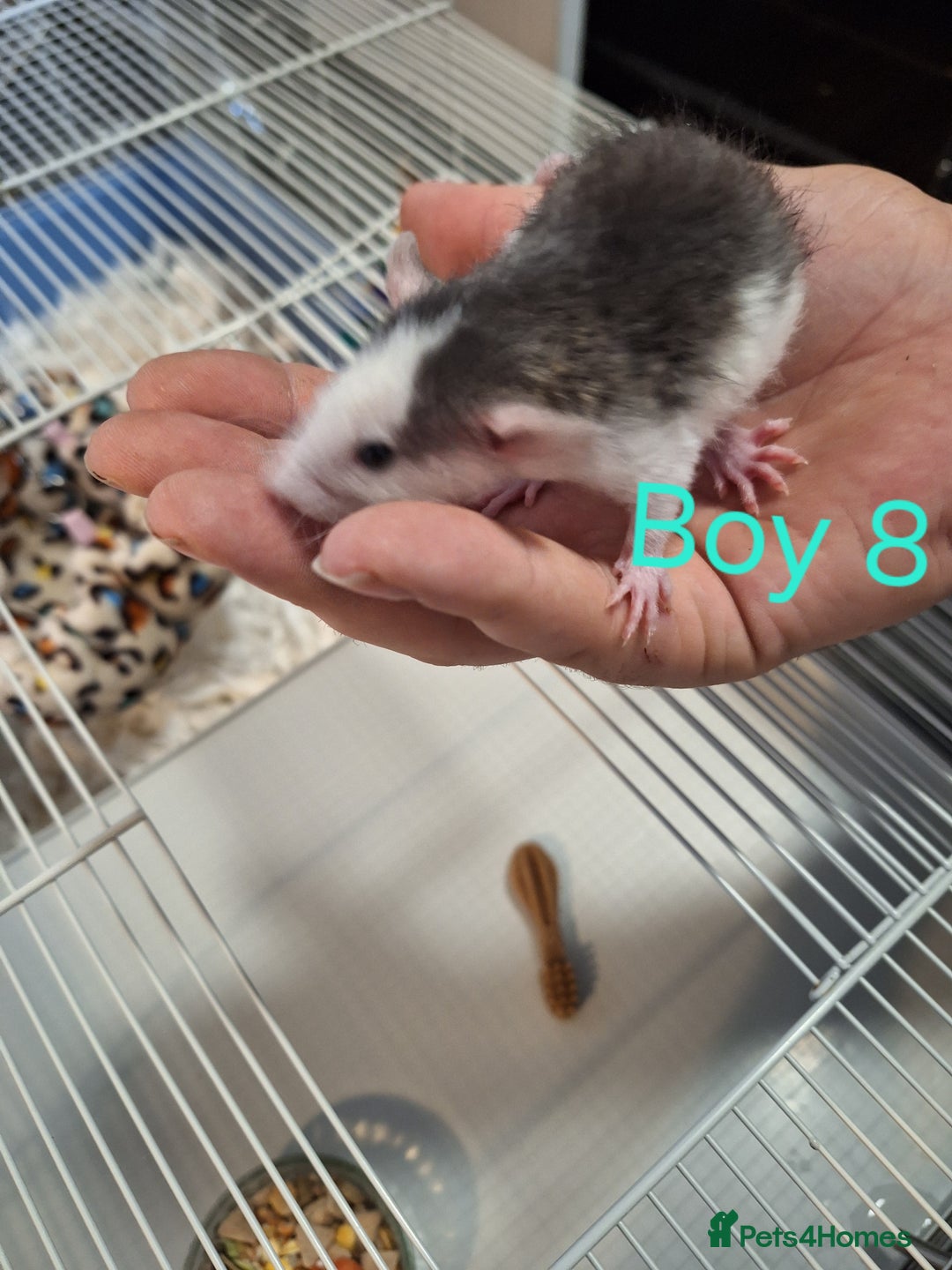 Rat rodents for sale: Baby Dumbo Rats  - Advert 8