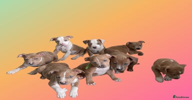 Mixed Breed dogs - Advert 14