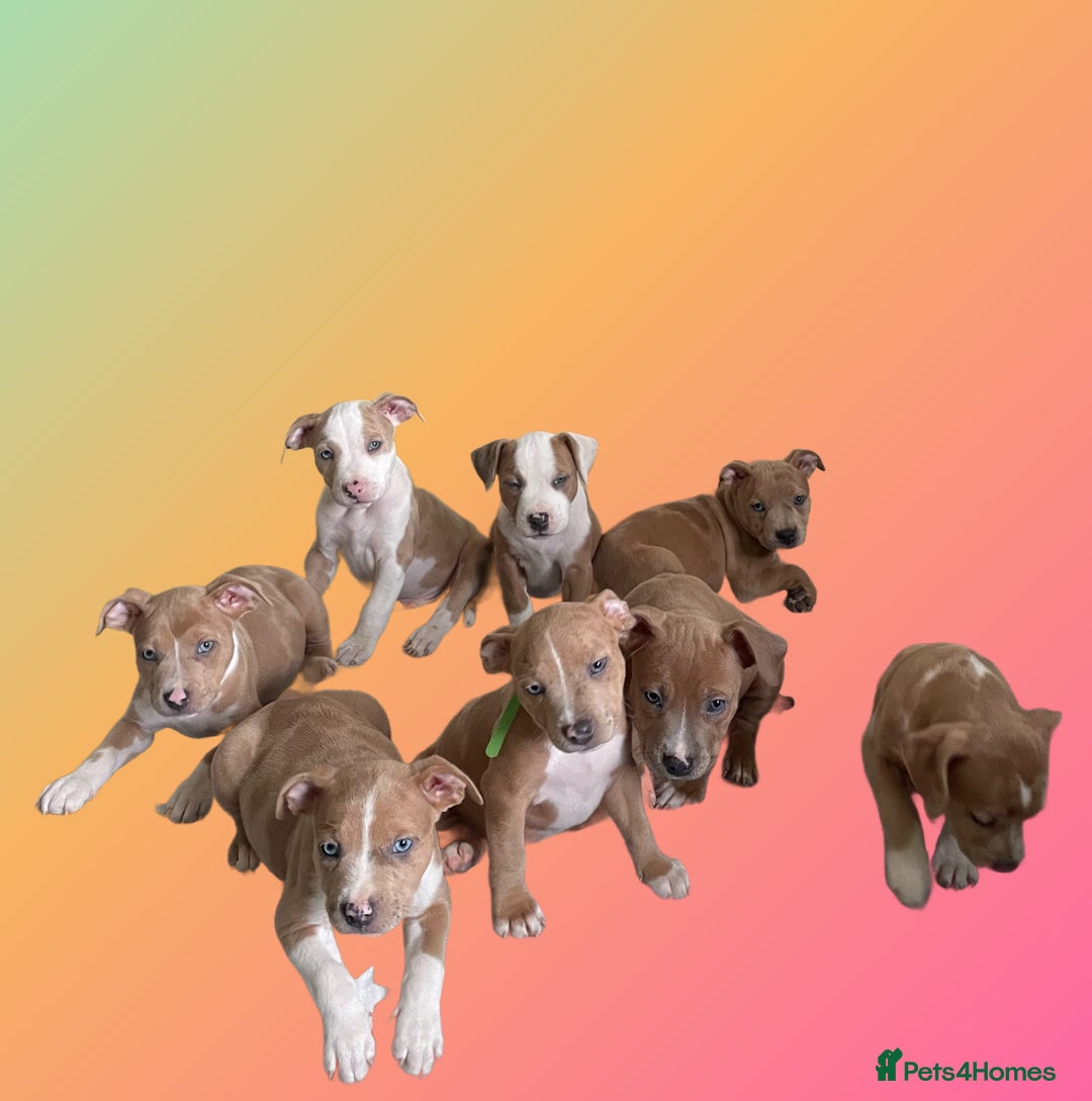 Mixed Breed dogs for sale: Ready to leave Staff x bulldog puppies  - Image 2