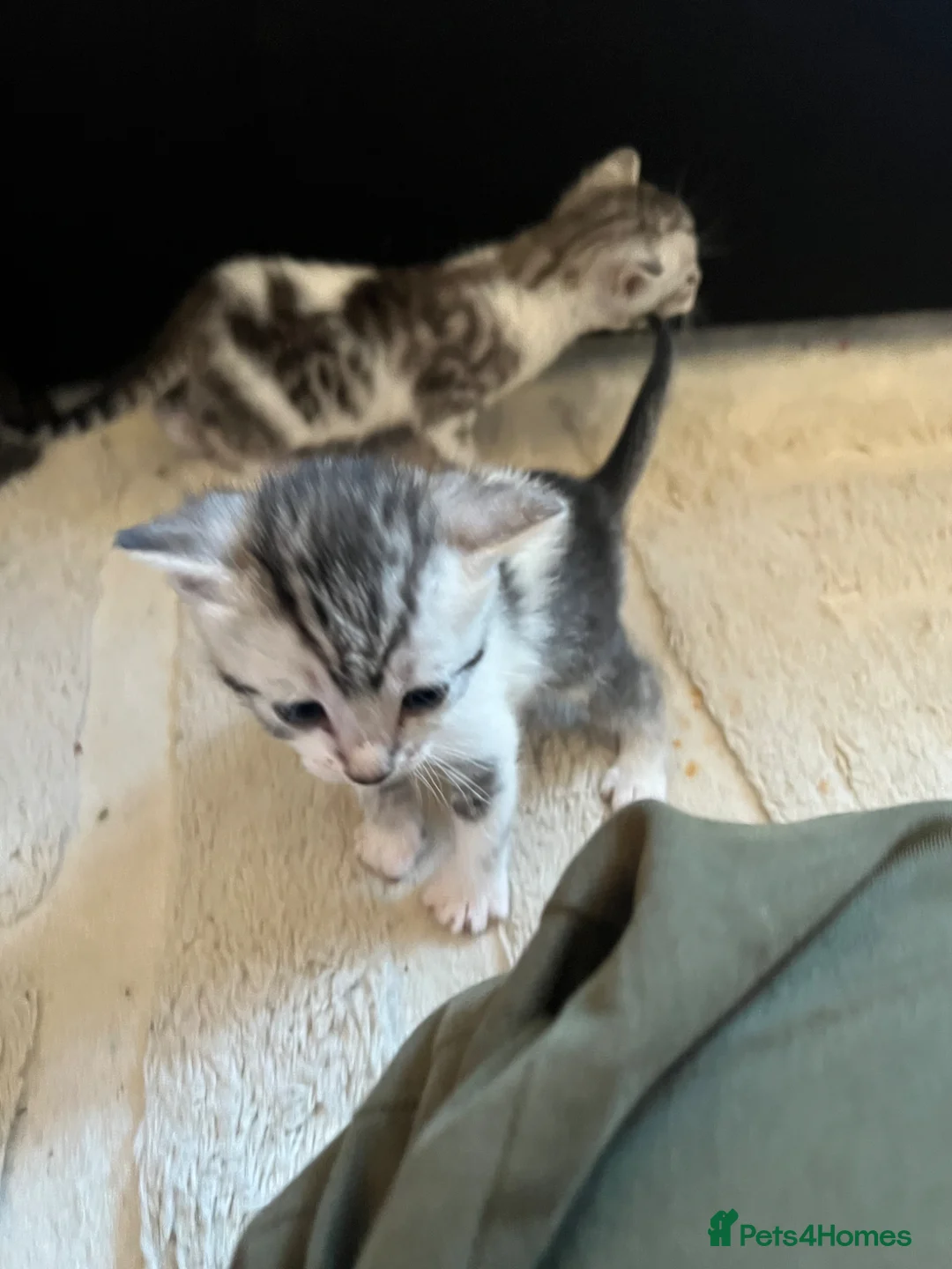 Mixed Breed cats for sale: Beautiful bengal mixed kittens  - Advert 6