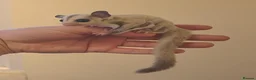 Sugar Glider rodents for sale: Baby Joey Gliders  - Advert 2