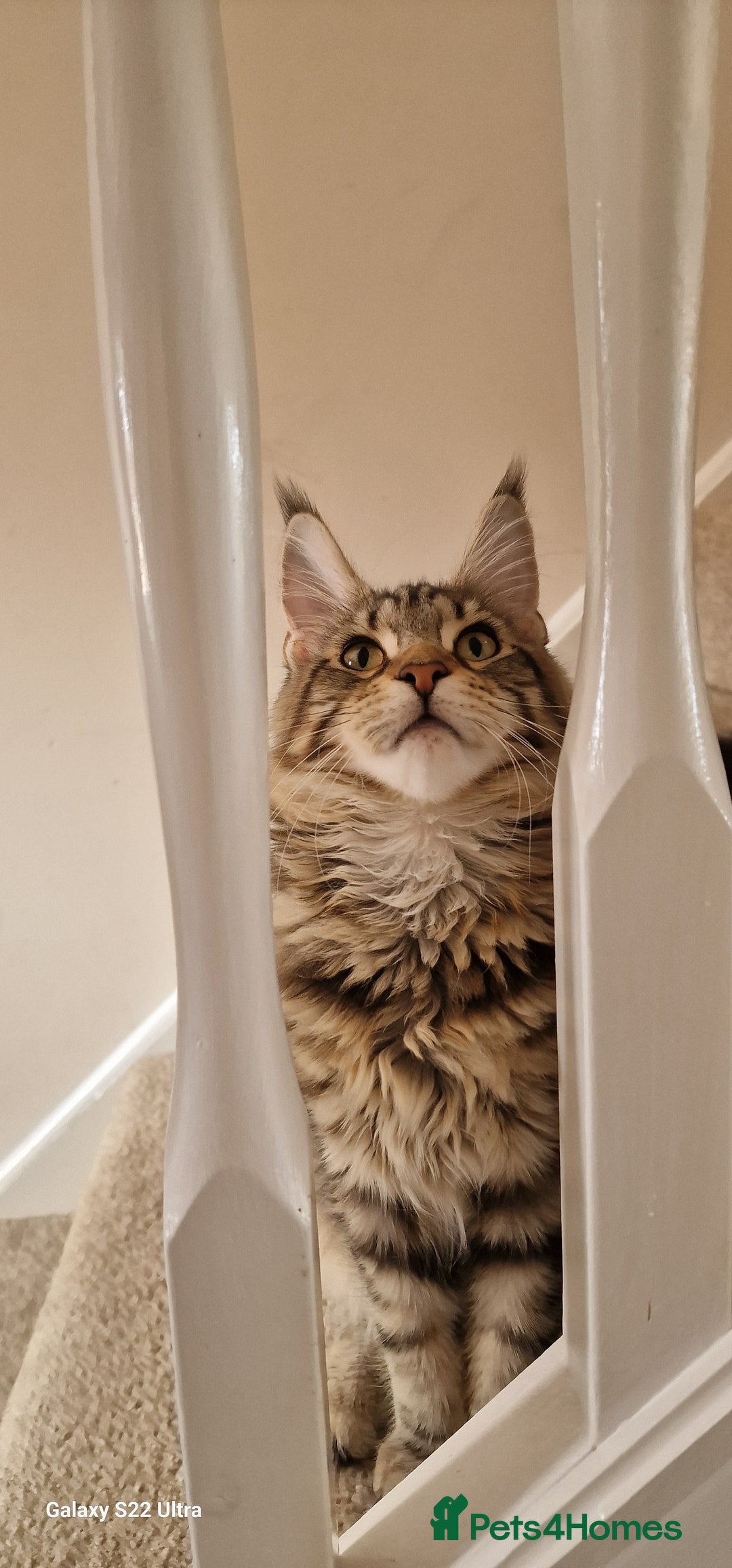 Maine Coon cats for sale: Pure maine coon kittens - Image 20