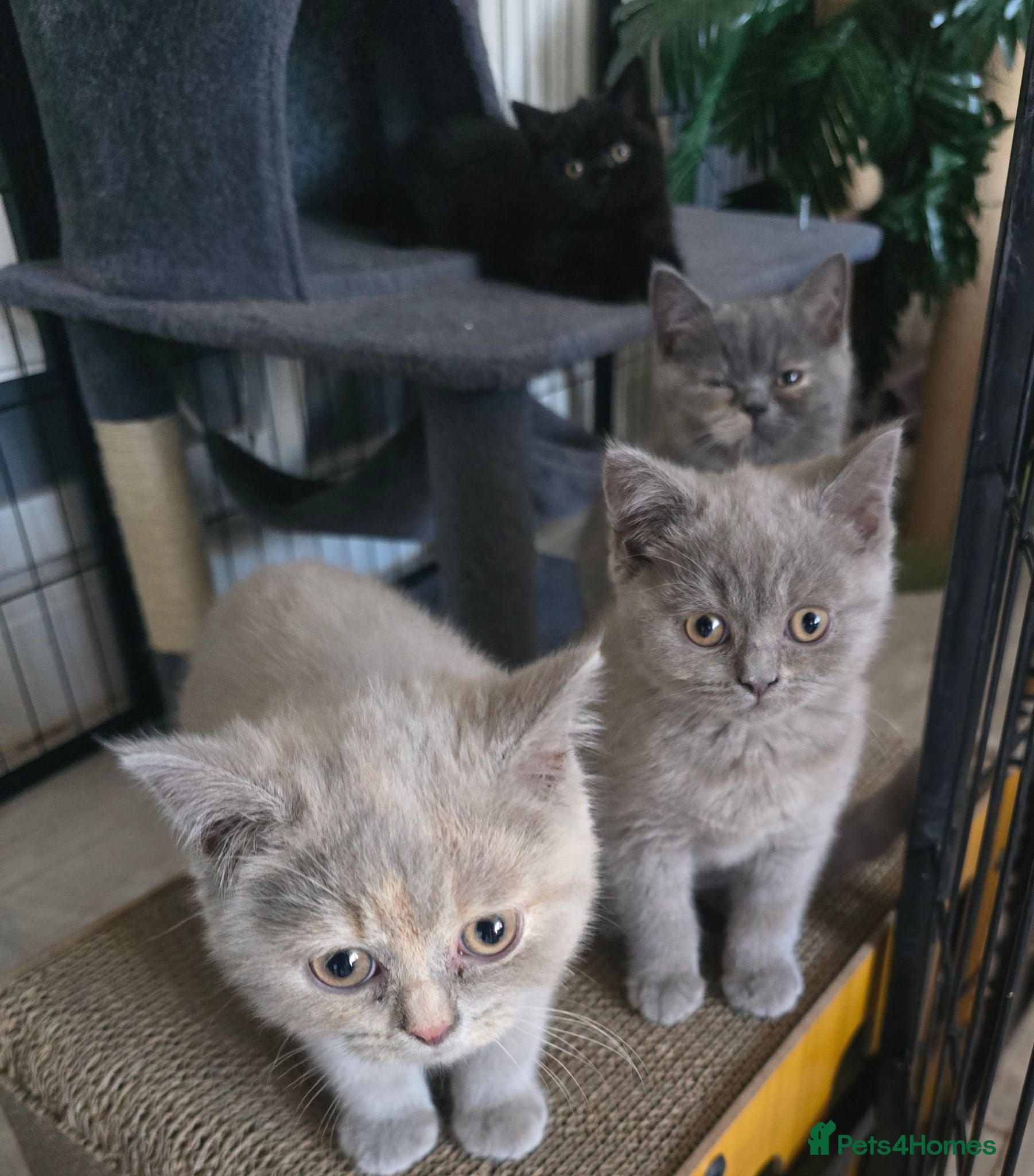 British Shorthair cats Absolutely beautiful kittens looking forever homes - Advert 5