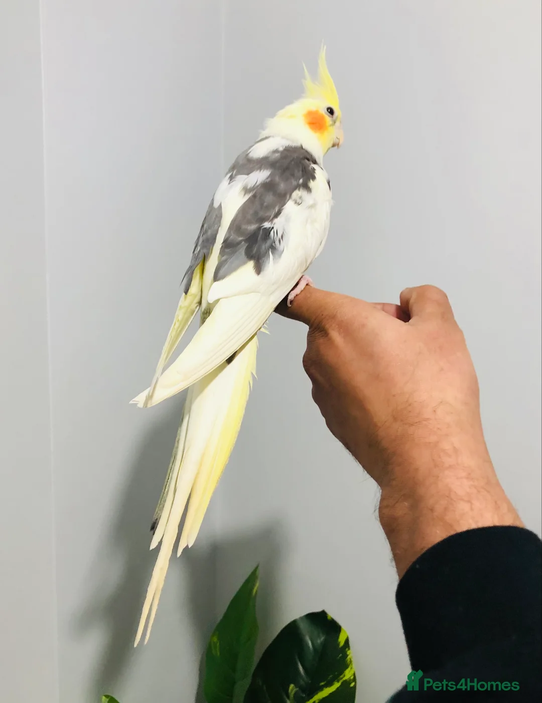 Cockatiels birds for sale: Beautiful Colours Hand tamed cocktails for sale. - Advert 2