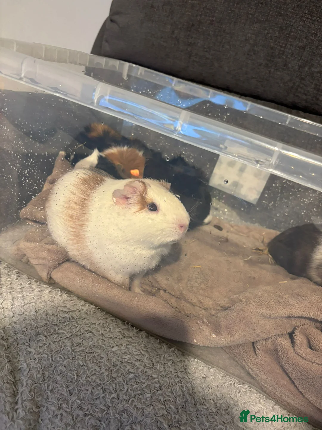 Guinea Pig rodents for sale: 4 Bonded Male Guinea Pigs – Very Friendly - Advert 4