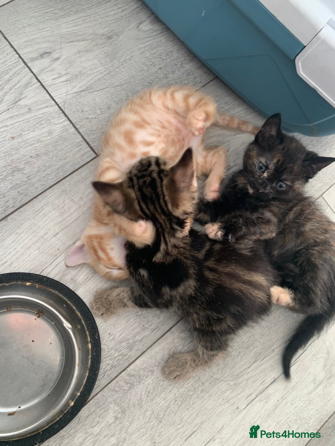 Mixed Breed cats for sale: Kittens for sale   - Image 10