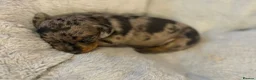 Miniature Dachshund dogs for sale: Kennel Club Miniature Dachshunds ready 23rd May - Advert 8