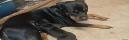 Mixed Breed dogs for sale: Large Crossbreed Puppies  in Keighley - Advert 7