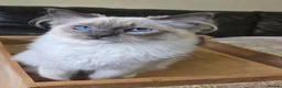 Ragdoll cats for sale: Female Blue Mitted Ragdoll Active registered - Advert 12