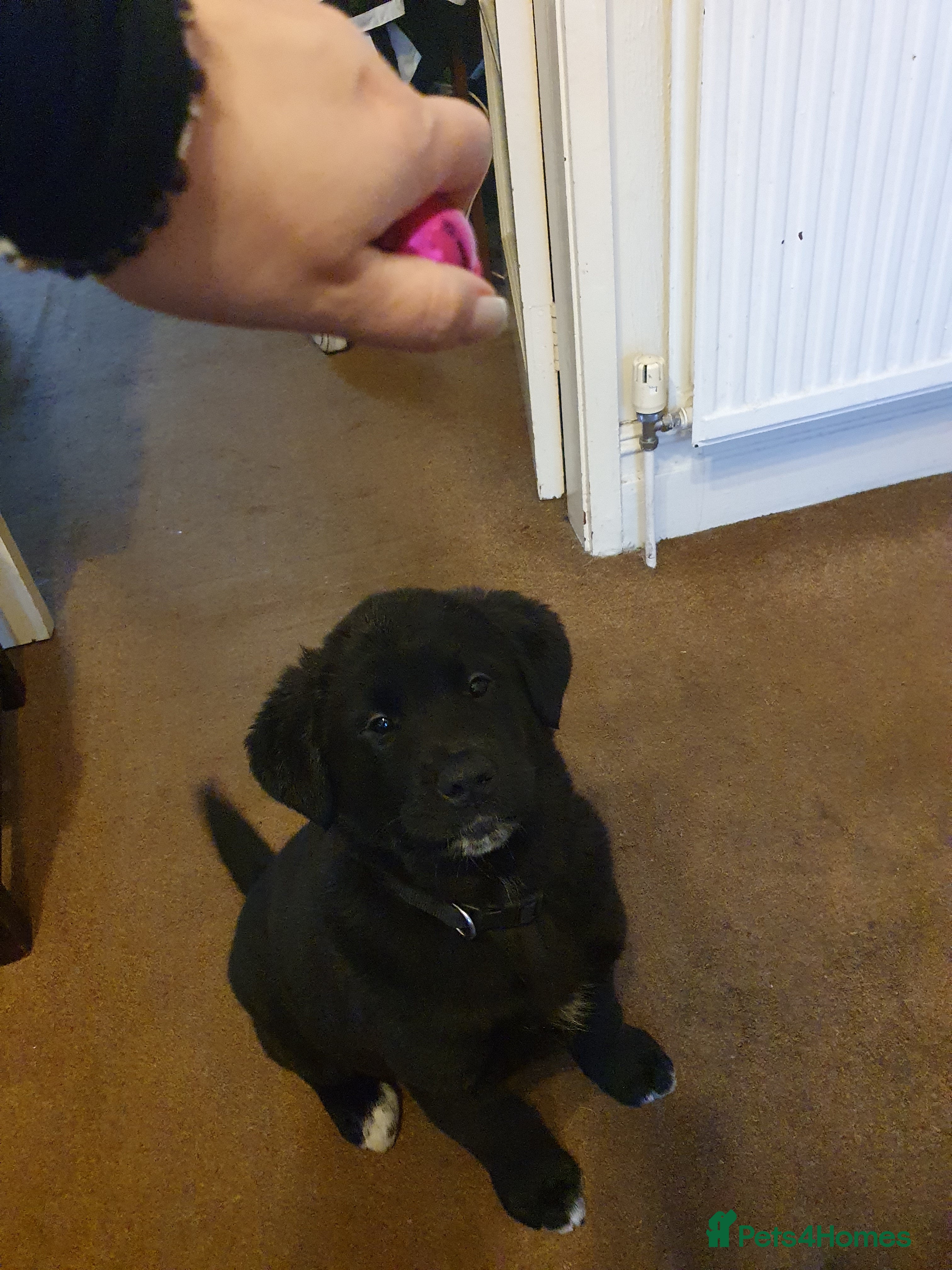 Mixed Breed dogs Akita and Golden retriever mix - Advert 9