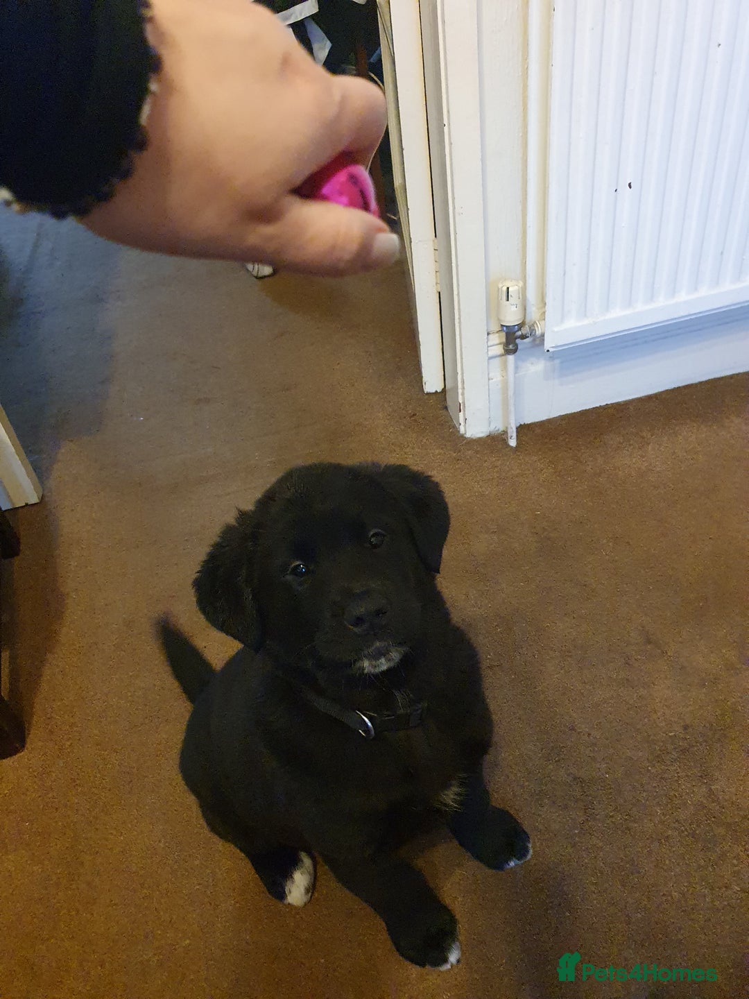 Mixed Breed dogs for sale: Akita and Golden retriever mix - Advert 2