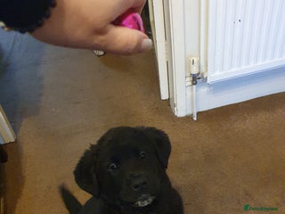 Mixed Breed dogs Akita and Golden retriever mix - Advert 9