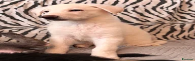 pure white polar bear