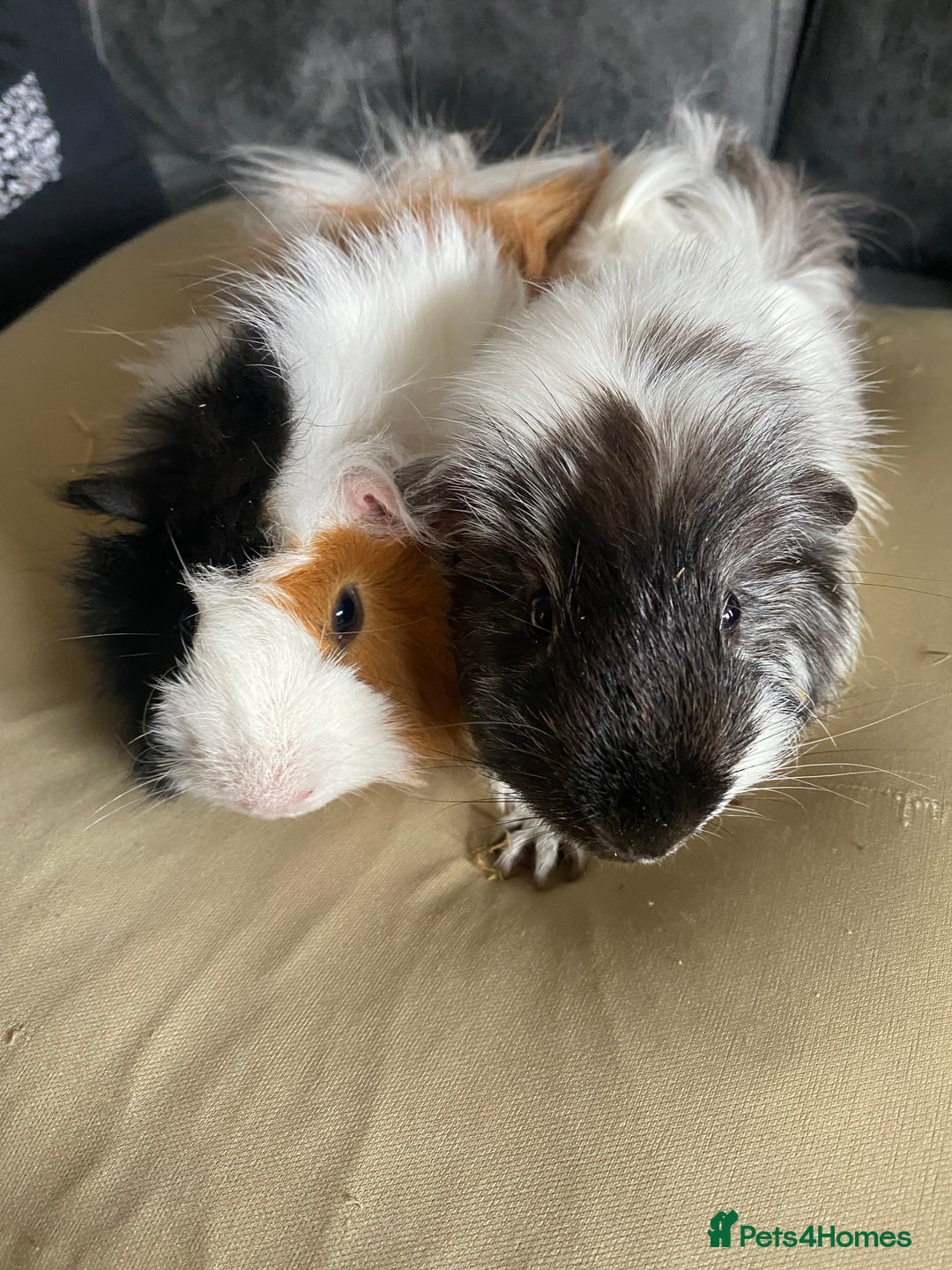 Guinea Pig rodents for sale: Two bonded boys  - Image 2