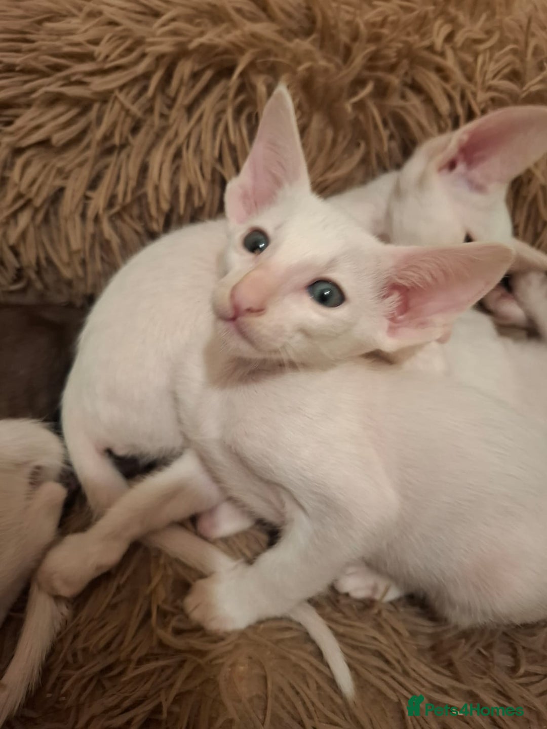 Oriental cats for sale: Stunning oriental kittens  - Image 11