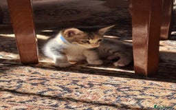 Mixed Breed cats for sale: Gorgeous Kittens - Image 8