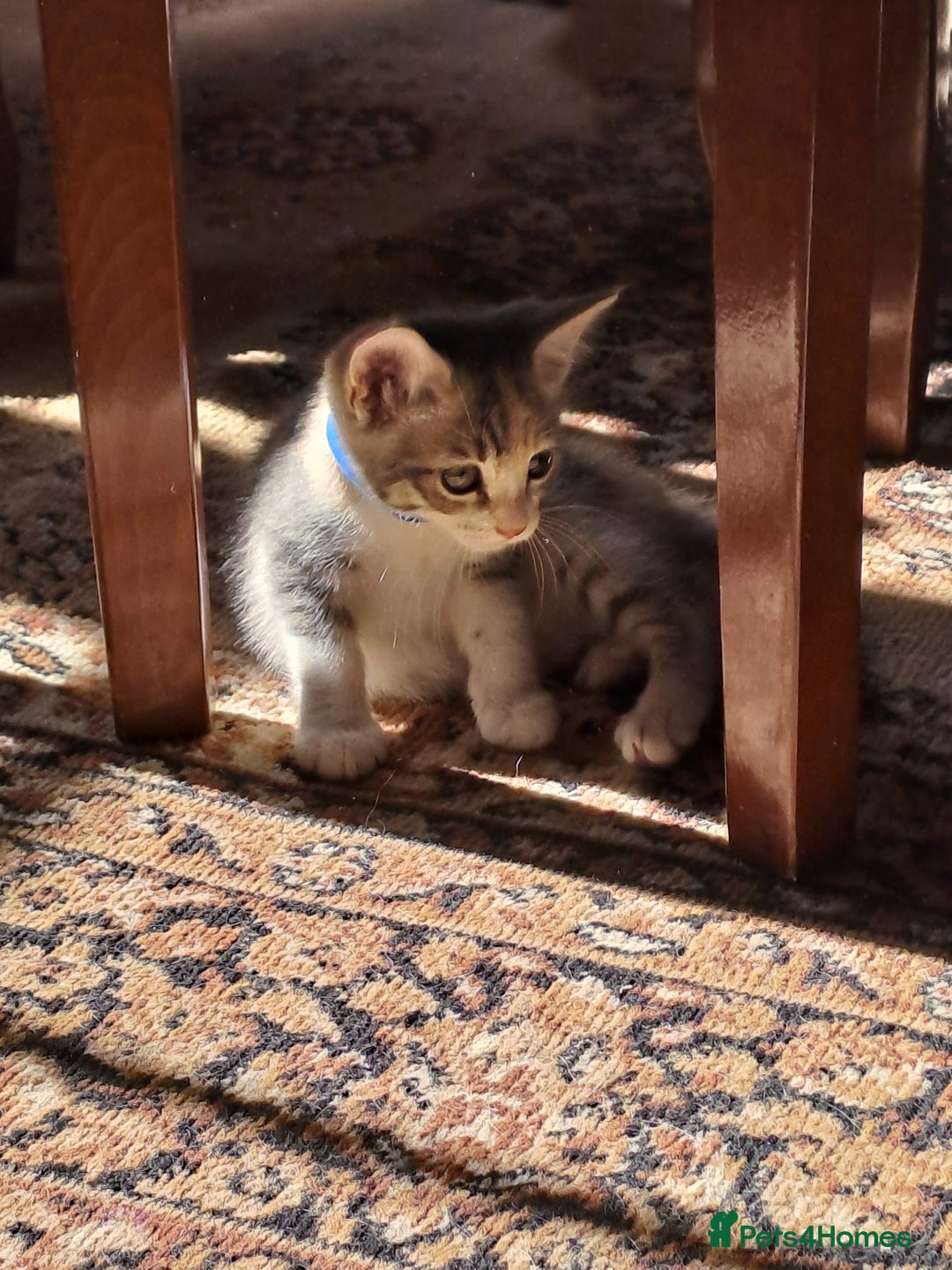 Mixed Breed cats for sale: Gorgeous Kittens - Image 8