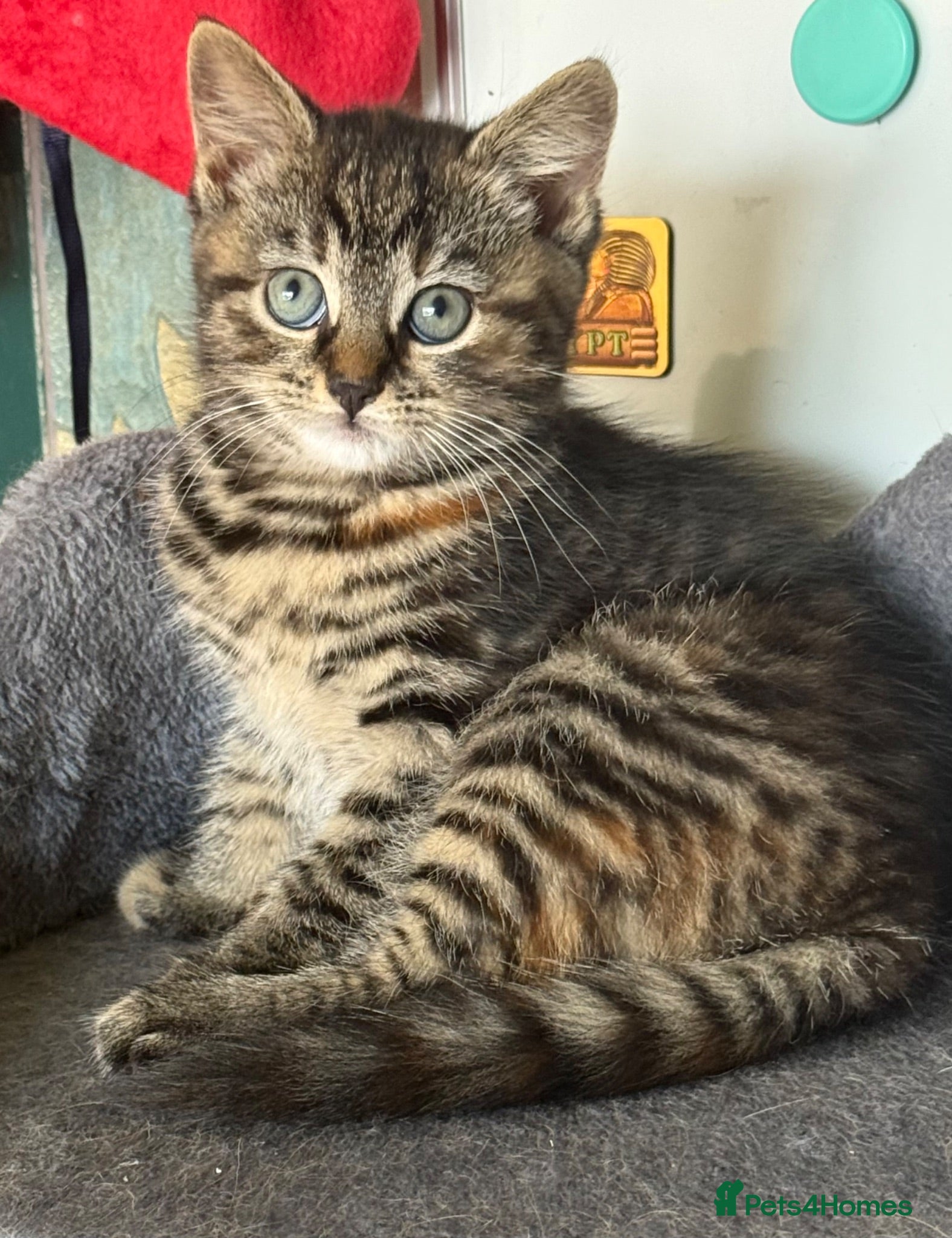 Mixed Breed cats Beautiful kittens available - Advert 2