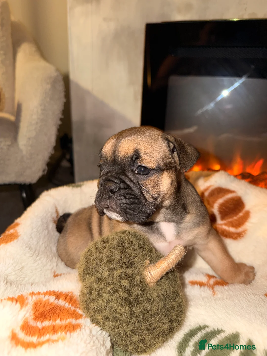 English Bulldog dogs for sale: Bulldog pups  in Llanelli - Advert 2