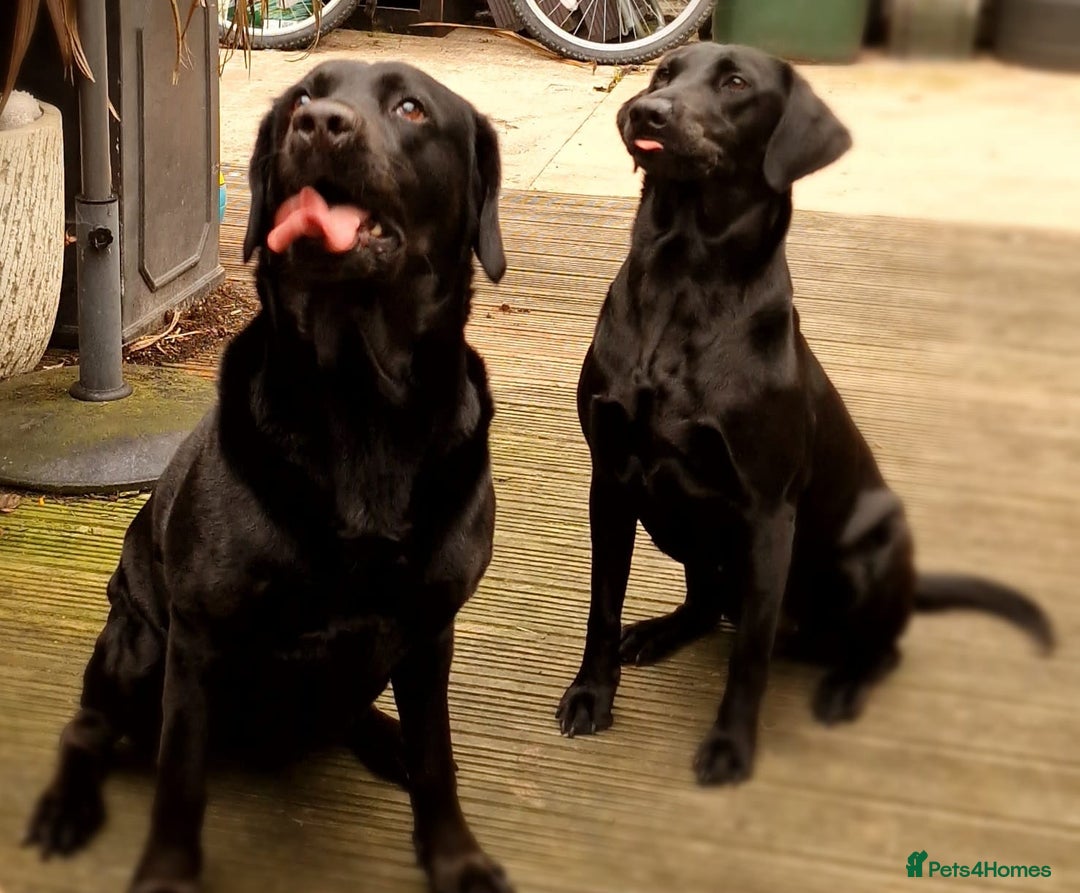 Labrador Retriever dogs for sale:  ✨ Exceptional Labrador Retriever Puppies  ✨ - Advert 3