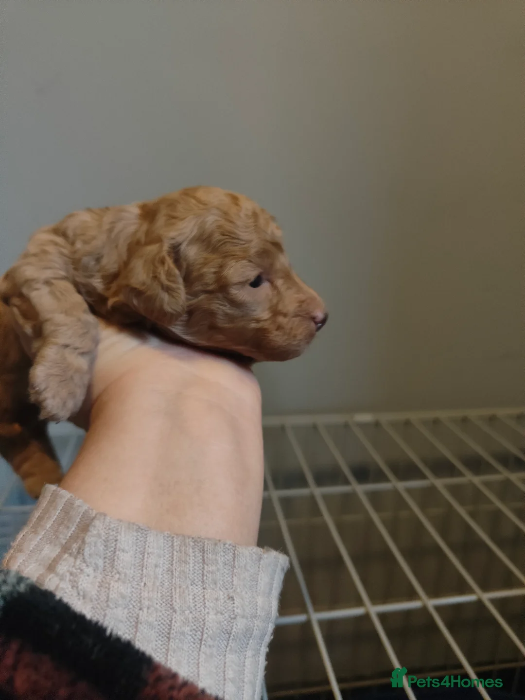 Miniature Poodle dogs for sale: 💥 Miniature poodle 💥 - Advert 5