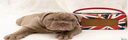 English Bulldog dogs for sale: English Bulldog Puppies – 3 Boys & 2 Girls in Exmouth - Advert 11