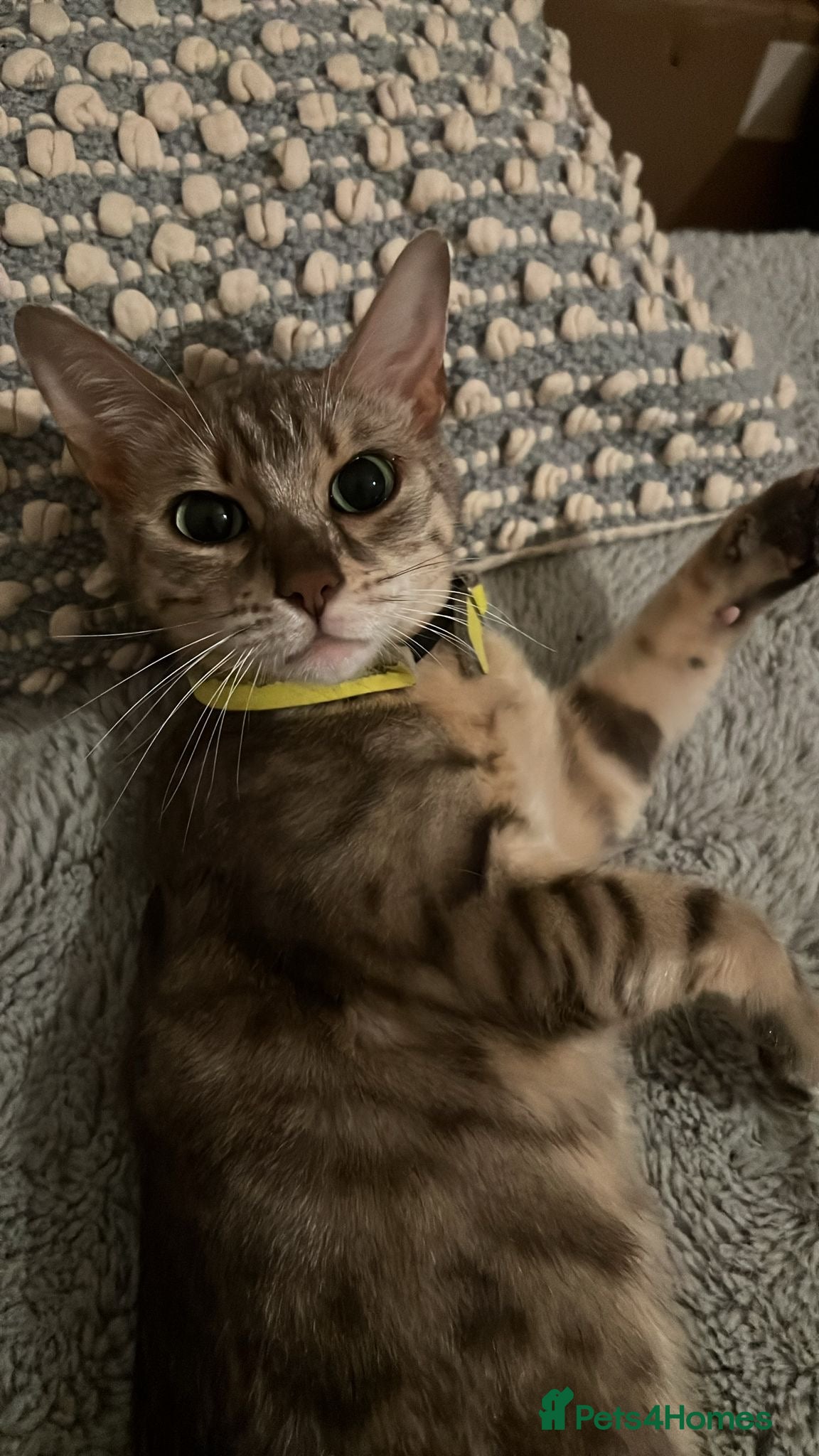 Bengal cats Gorgeous loving Silver bengal female cat - Advert 15