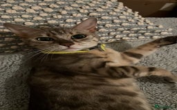 Bengal cats for sale: Gorgeous Silver bengal female cat - Image 1