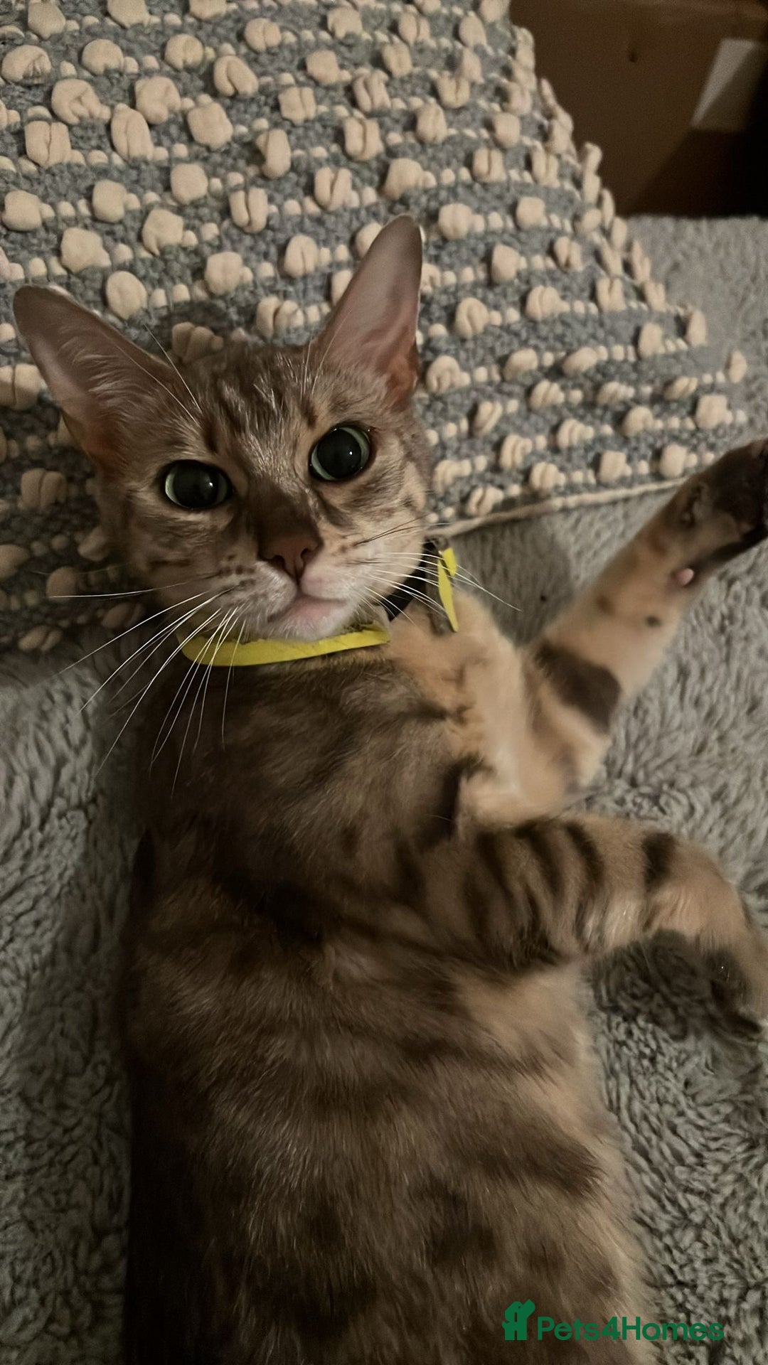 Bengal cats for sale: Gorgeous Silver bengal female cat - Image 1