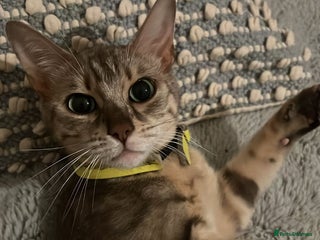 Bengal cats - Advert 9