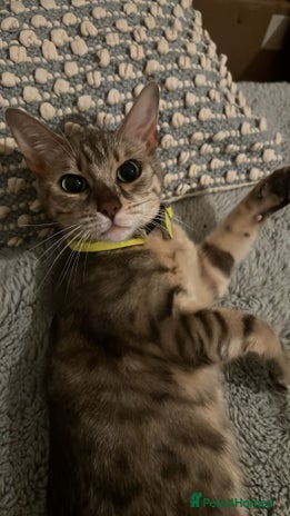 Bengal cats - Advert 16