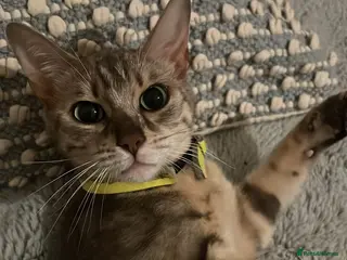 Bengal cats Gorgeous loving Silver bengal female cat - Advert 15