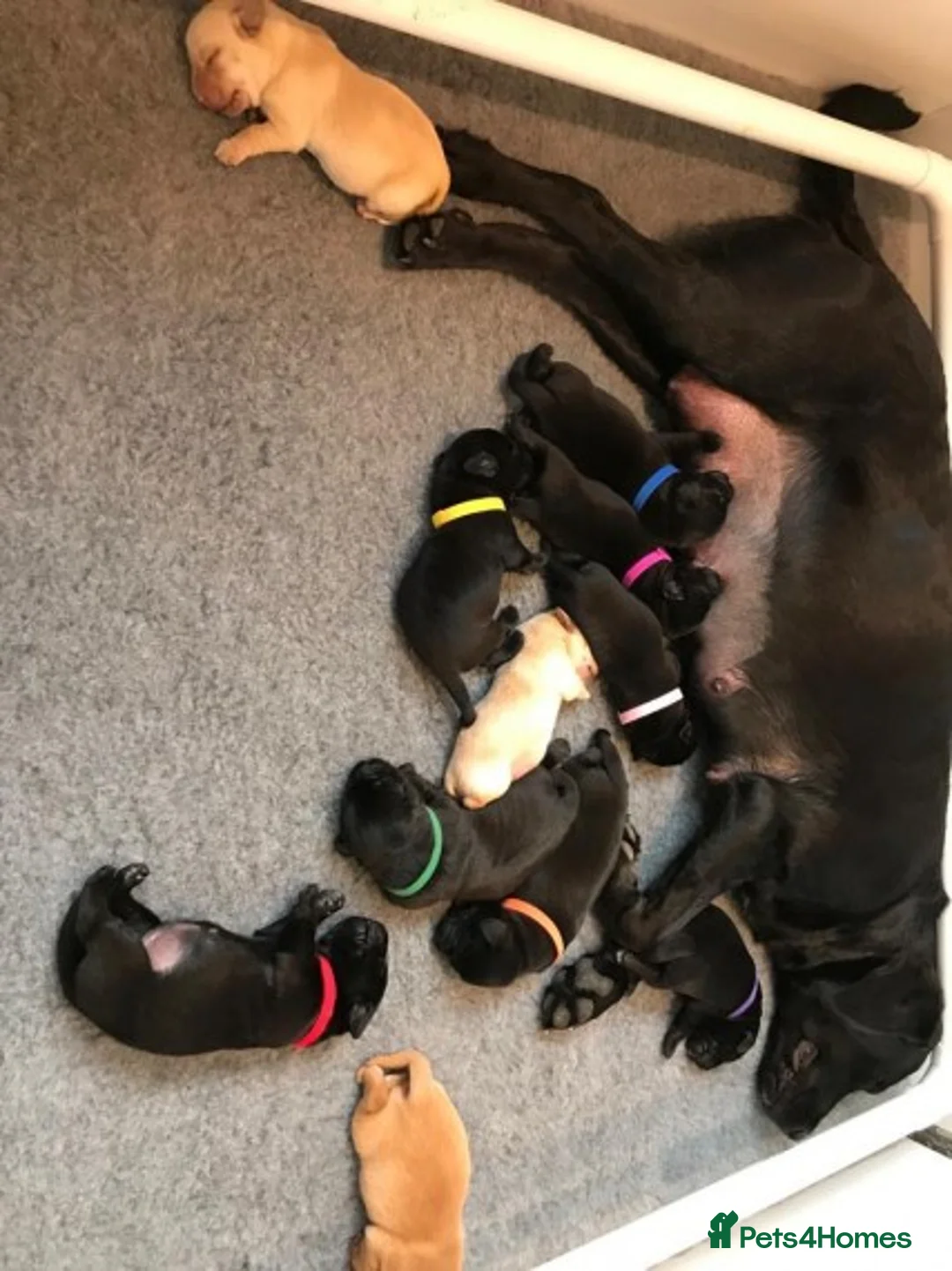 Labrador Retriever dogs for stud: Health tested stud in Hailsham - Advert 2