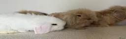 Angora rabbits for sale: Angora × Lion Lop Baby Bunny  - Advert 6