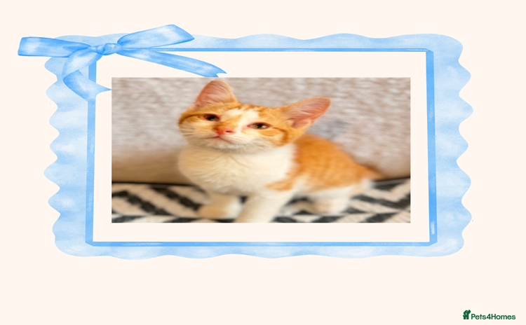 British Shorthair cats - Advert 2