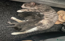 British Shorthair cats for sale: Brittish Shorthair Crossbreed Kittens  - Image 15