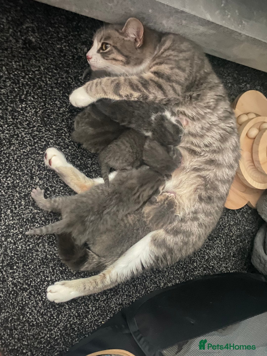 British Shorthair cats for sale: Brittish Shorthair Crossbreed Kittens  - Image 15