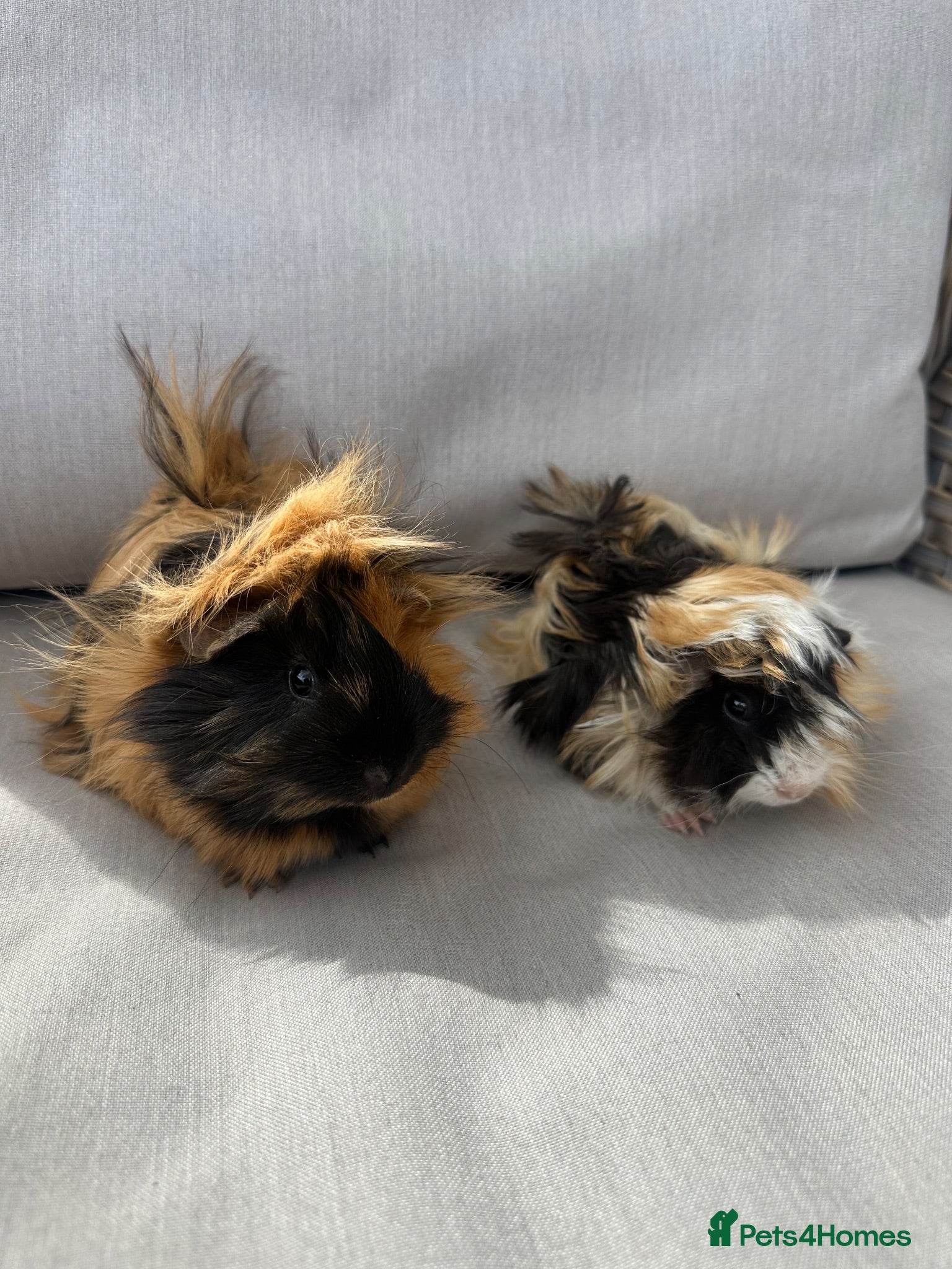Guinea Pig rodents 1 pair Pretty baby long haired female guinea pigs - Advert 5