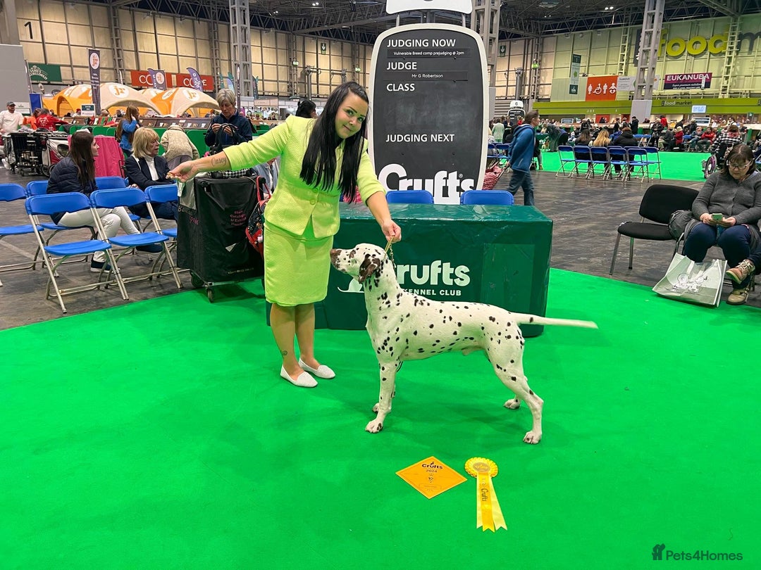Dalmatian dogs for sale: Stunning KC dalmation puppies for sale! - Image 28