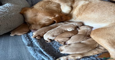 Labrador Retriever dogs Beautiful Light / fox red Labrador Retriever pups - Advert 2