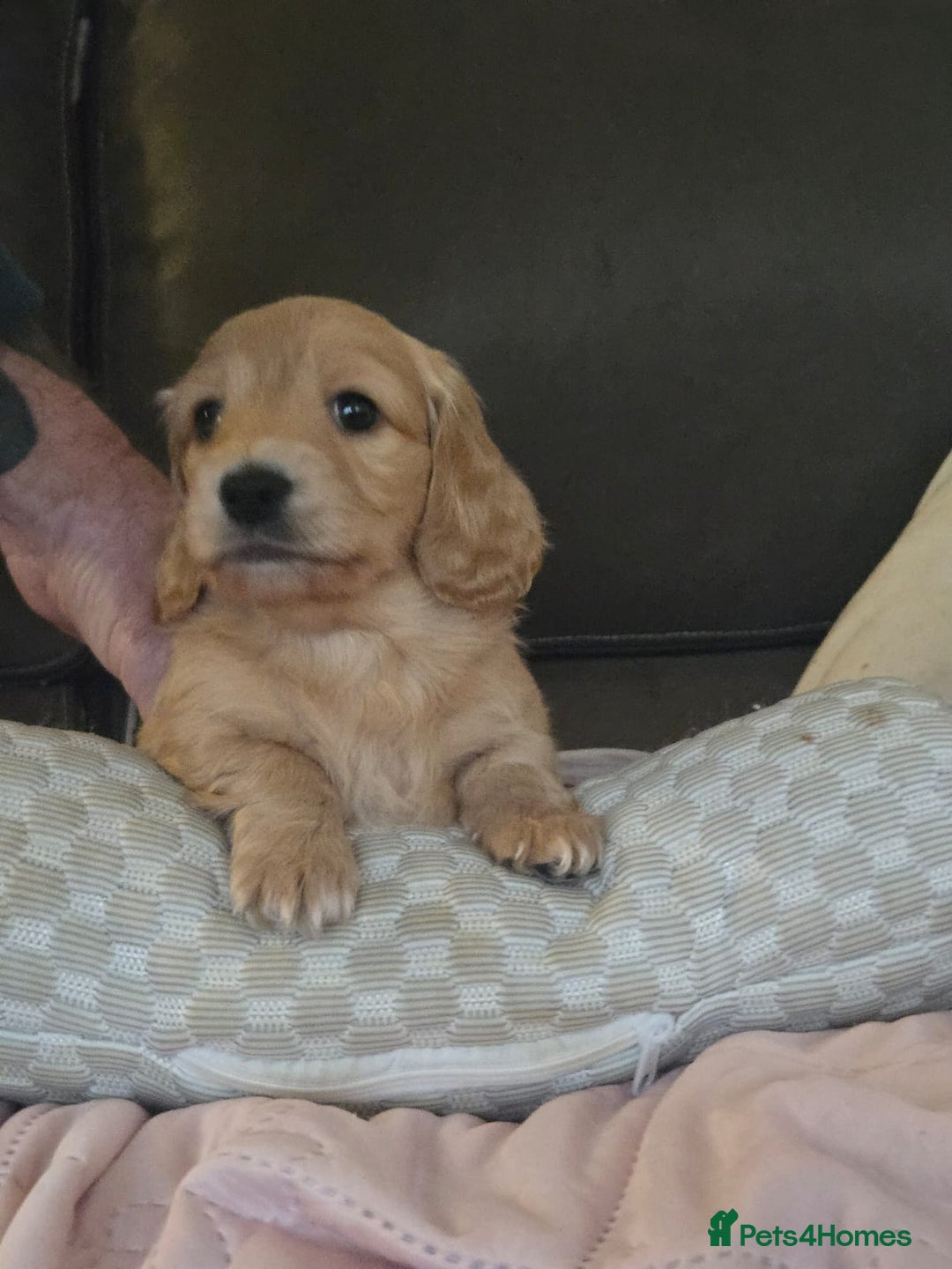 Miniature Dachshund dogs for sale: Miniature log haired - Advert 11