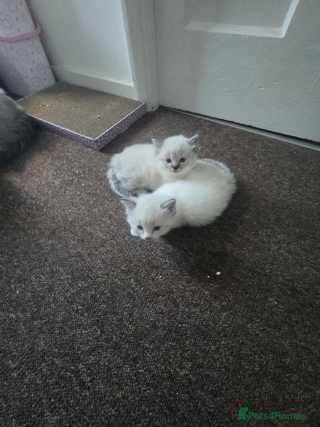 Ragdoll cats for sale: Beautiful Ragdol Kittens  - Advert 4