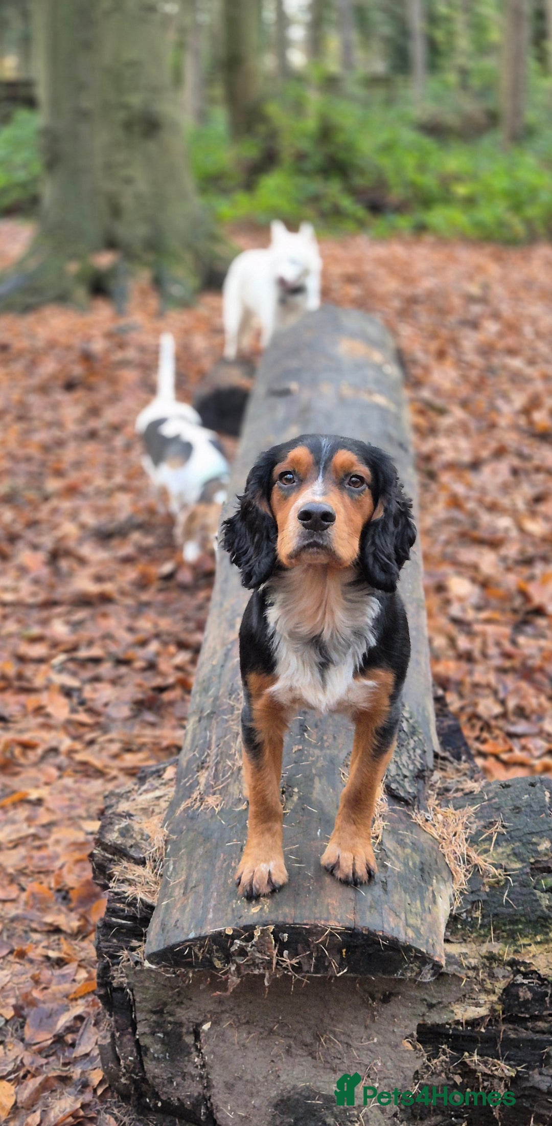 Cocker Spaniel dogs for stud: Working cocker spaniel for stud - Advert 4