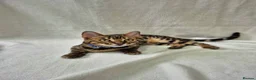 Bengal cats for sale: Purebred SUPER CUDDLY Bengal kittens! ONE LEFT!  - Advert 3