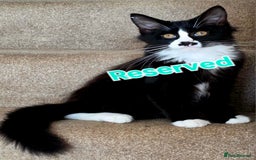 Mixed Breed cats for sale: 3 Maine Coon X Kittens Ready To Leave!!! - Image 4
