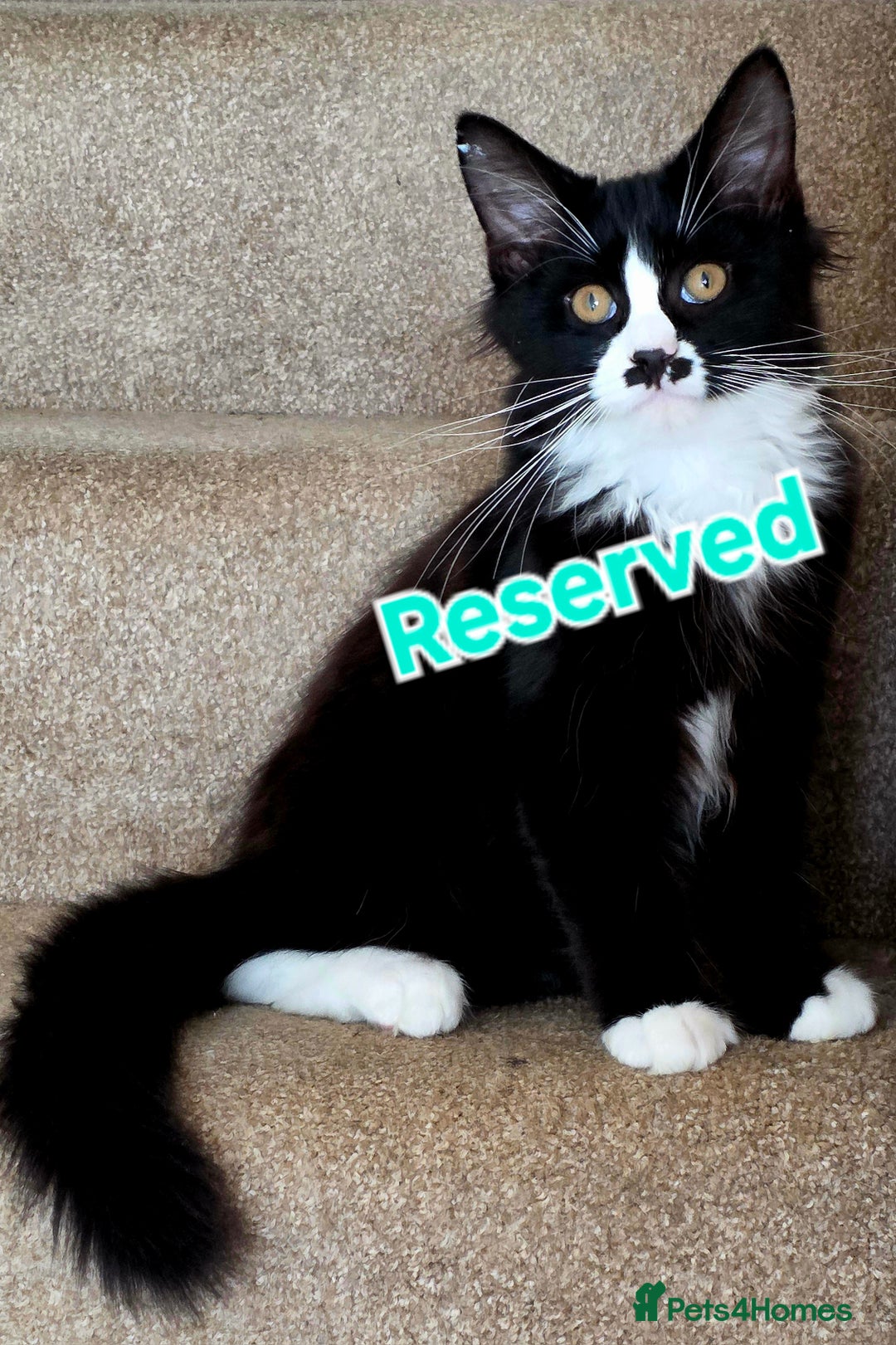 Mixed Breed cats for sale: 3 Maine Coon X Kittens Ready To Leave!!! - Image 4