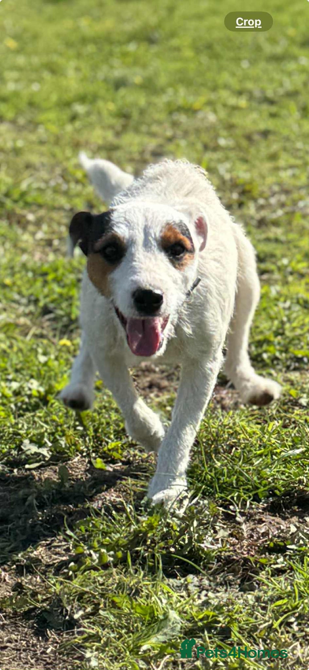 Parson Russell dogs for sale: Working Jack Russell Bitch  - Image 3